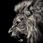 parsa_rs7