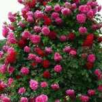 farshad0068