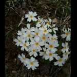 Omid1359
