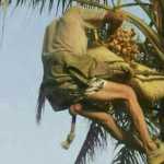 Doali