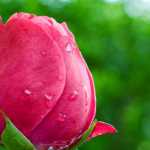 ali_bigham
