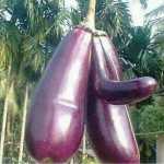 ajabbari