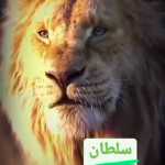amirhvi966
