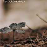 Shahfa