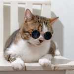 mr_sarafraz