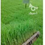 ramraz6566