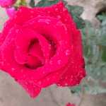 Rasol1368821