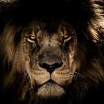 Arash_66369