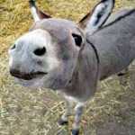 navid446688