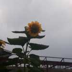Abisetare