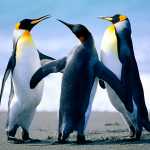 bastani61