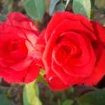 Farzin225