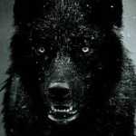 Black_wolf
