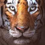 saghary
