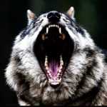 Jack_Daniely