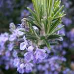 Mamal_0076