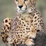 AMIRHOSSEIN1227