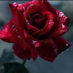 farhad689