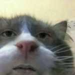 Alipijamepoosh