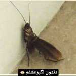 Miladlooti