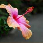 fareed4465