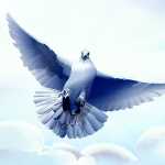 alexsios