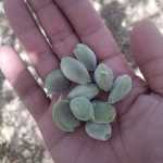 Mojtabawww