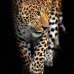 Aligeo
