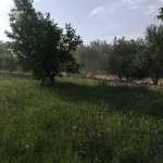 amyn