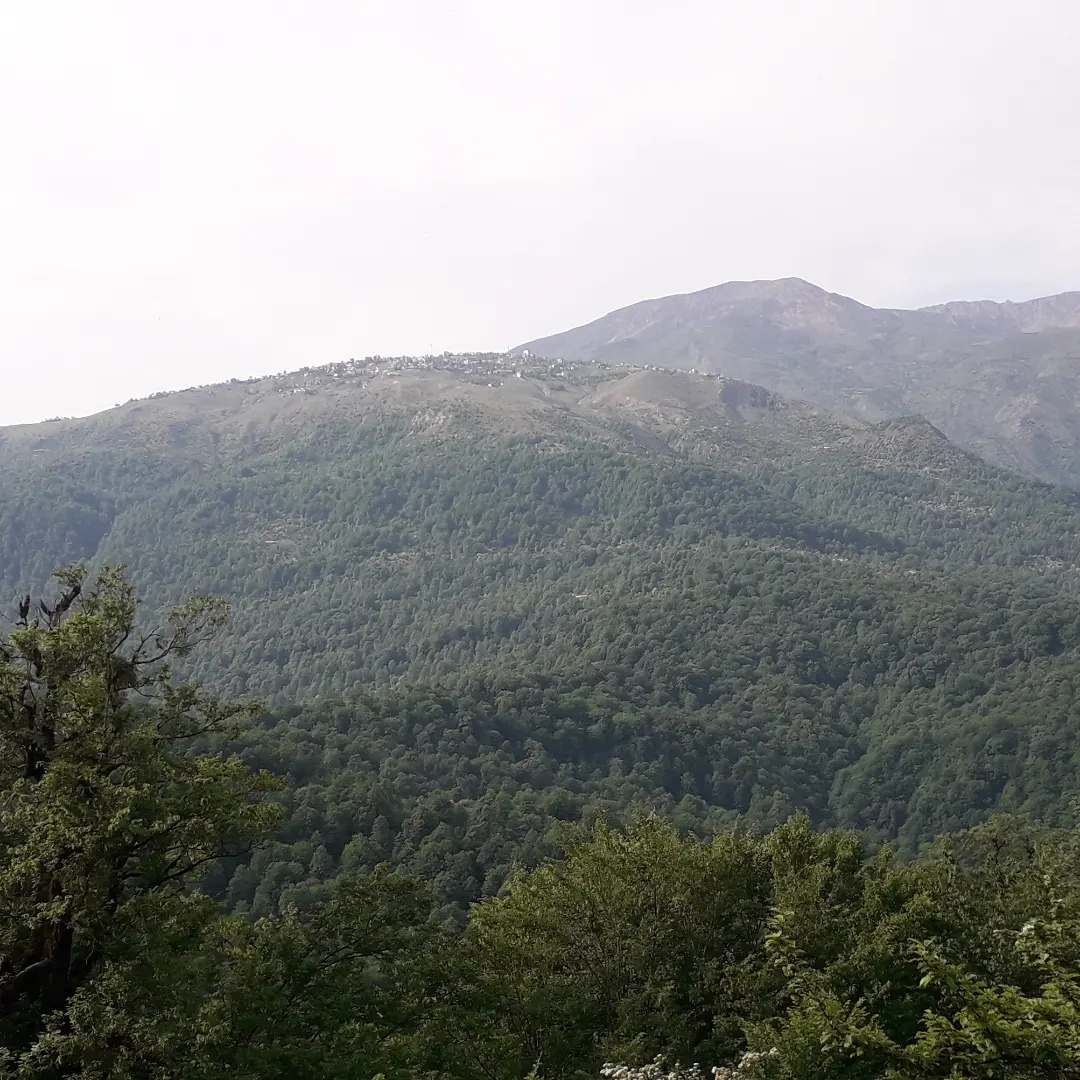 Rezasa