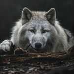 wolfalfa_alone