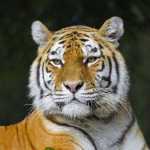 BigTigerAlbum