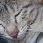Simsim12