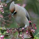 as103902lim