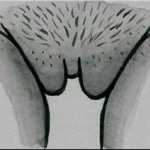 phoenix_44m
