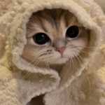 Alocat