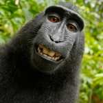 Mohamad1382685