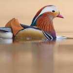 Artin_anh
