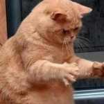 Asghar19angry