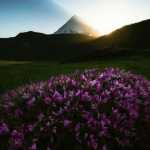 Omid_omidi