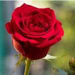 moamir6869