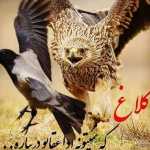 eagleusc
