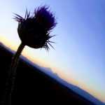 ararat