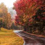 Araz_salehi