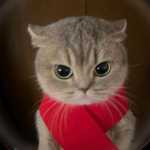 Themoun