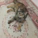 Siminiiiii