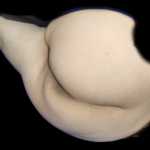 ALBALO