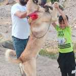 Amir123321456654