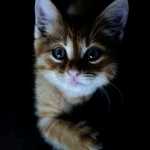 Foxehom