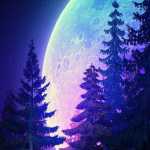 amirjafarpoor16